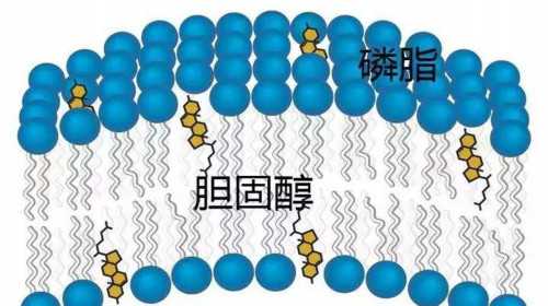 上海三代试管助孕成功率介绍?,上海有哪些知名的试管助孕医院？