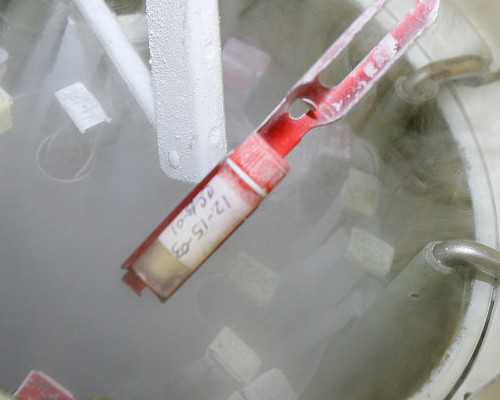 上海代怀服务价格,三代试管筛查什么级别囊胚概率大？_上海供卵试管公司有哪